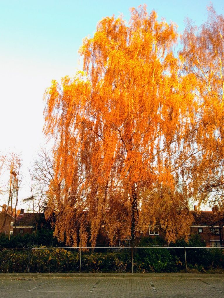 een grote treurwilg in de herfst, de takken hangen vol gouden bladeren