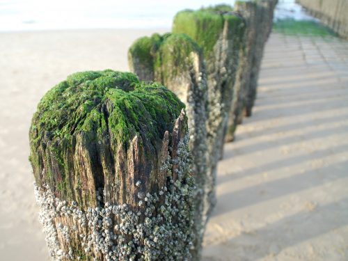 Golfbrekers op het strand