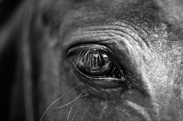 Een close-up van een paard. Het oog is goed te zien. Er is iets aan de onschuld van paarden, wat mij makkelijk boos of verdrietig maakt.