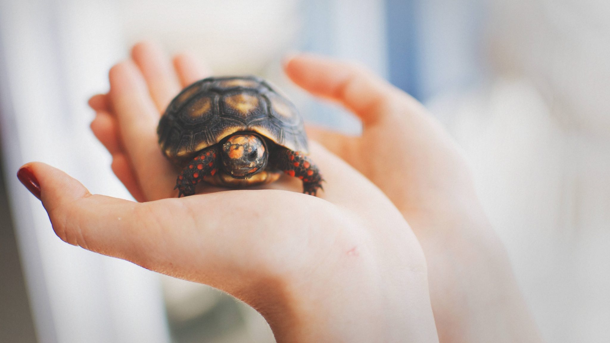 een klein schildpadje in de handpalm van een vrouw