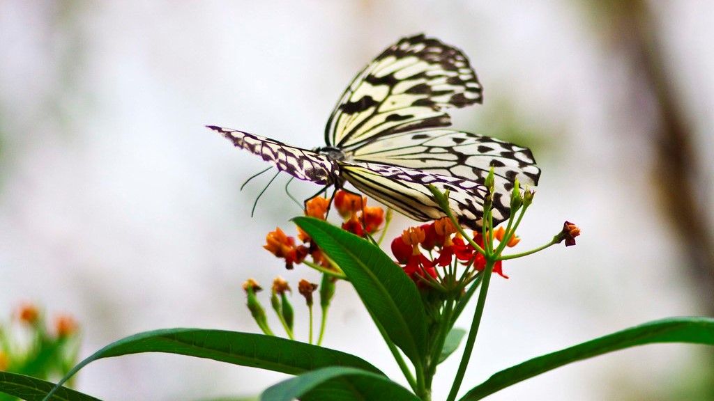 een vlinder op een bloem