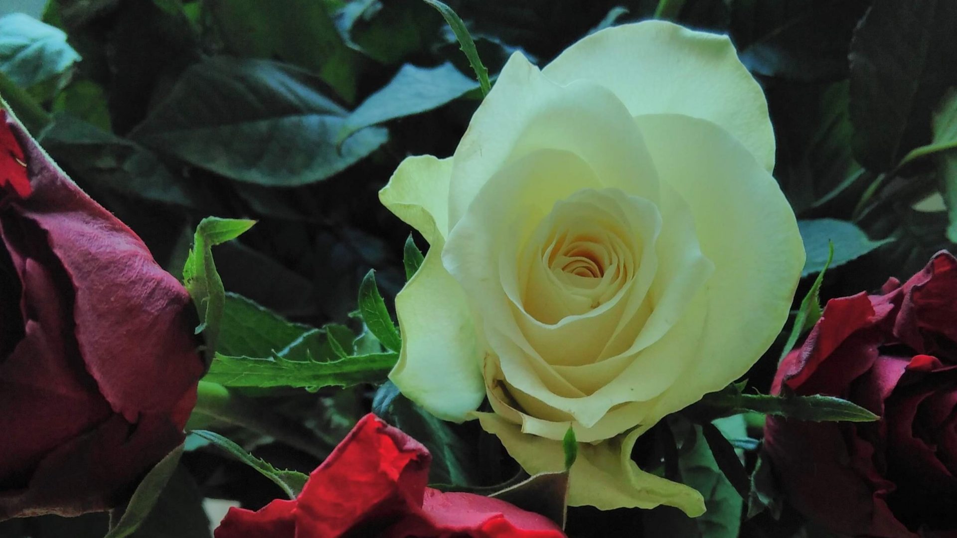 een boeket met witte en rode rozen