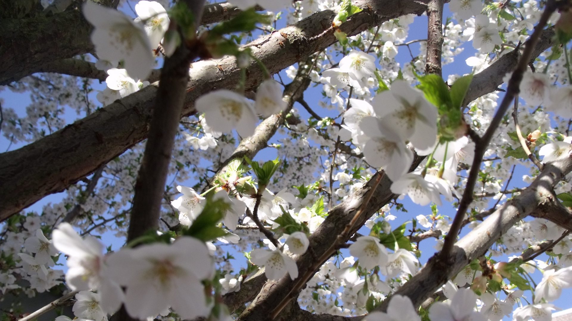 witte bloesem in een boom