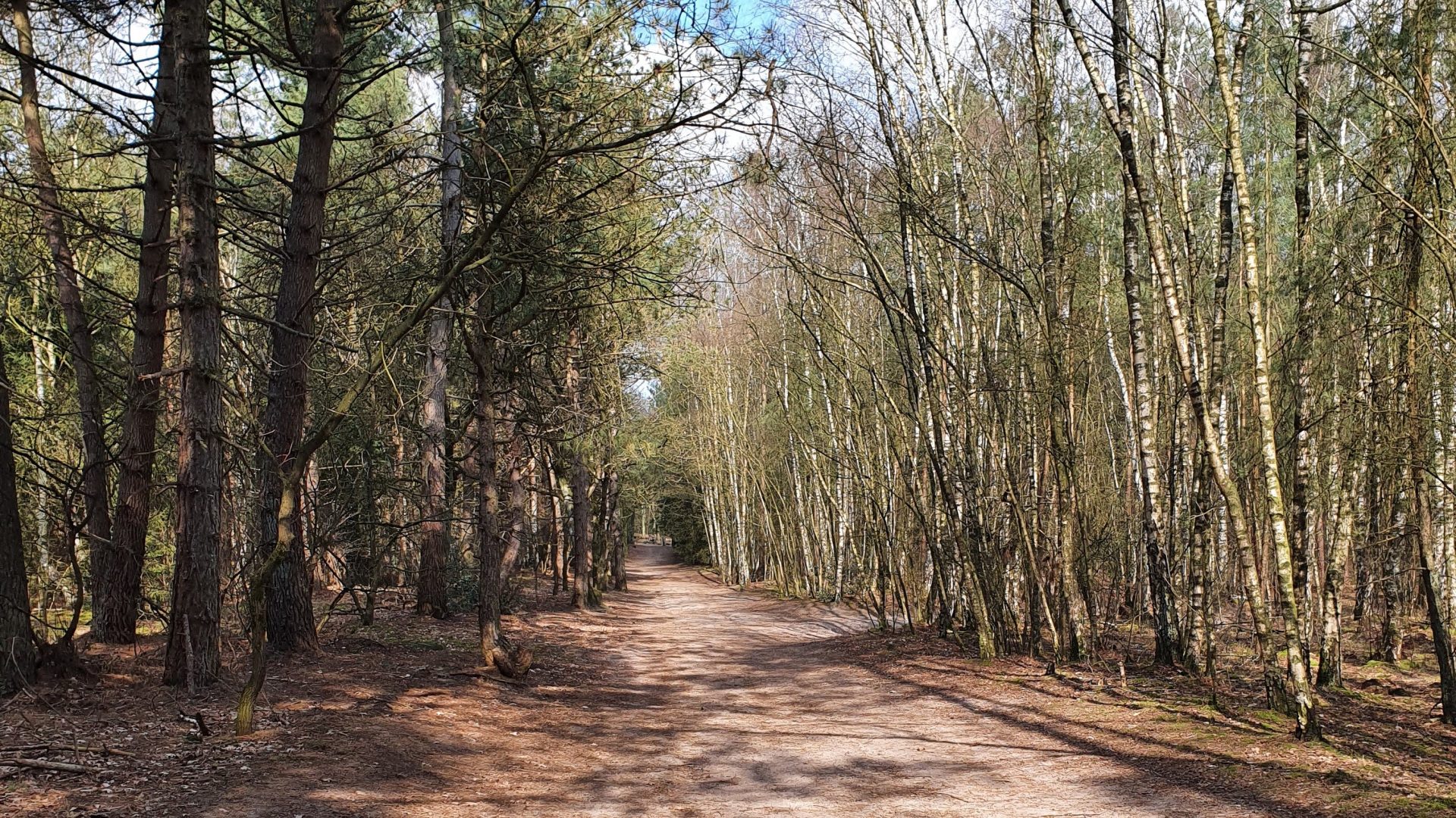 een pad in het bos