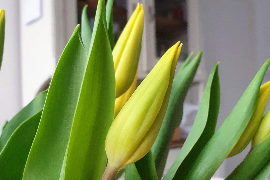 close-up van een bosje gele tulpen