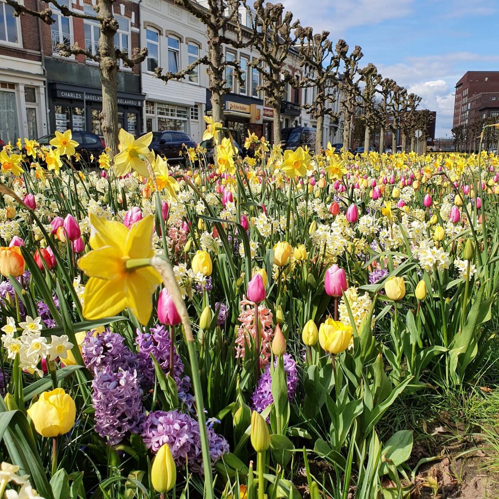 een kleurrijk bloemenveldje in de zon